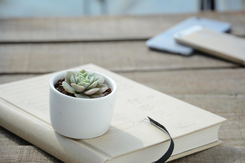 DIY Tin Can Planters